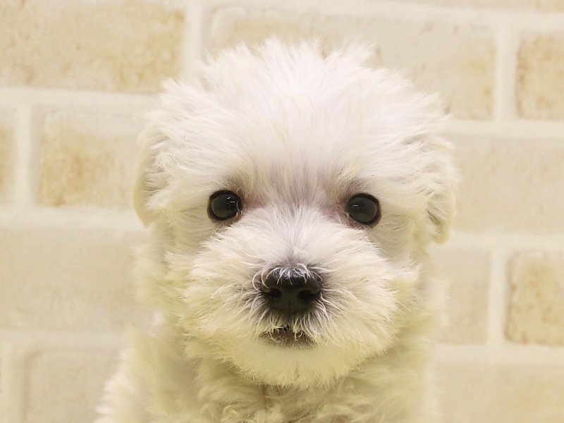 犬 052742008424_c999_a001_ps.jpg